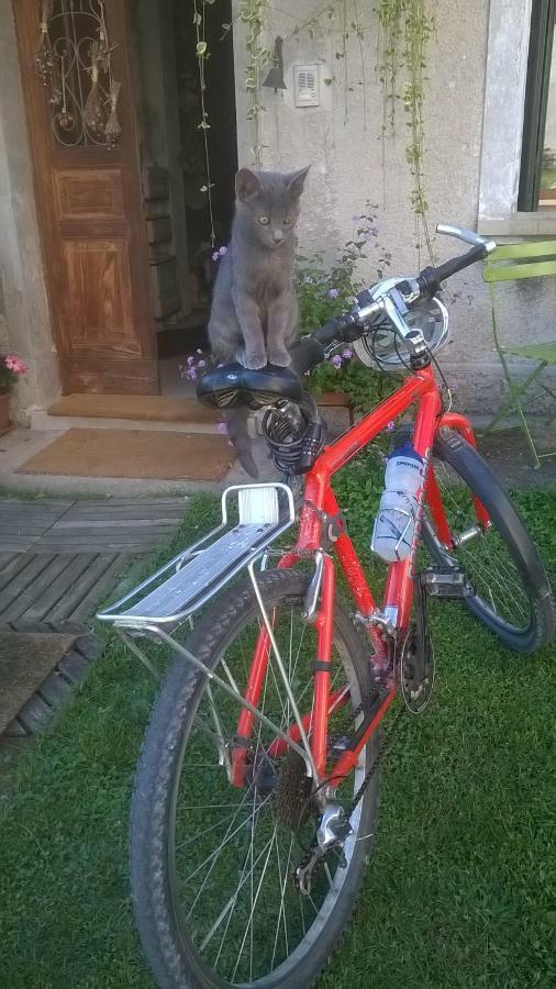 B&B Col Del Vin ベッルーノ エクステリア 写真